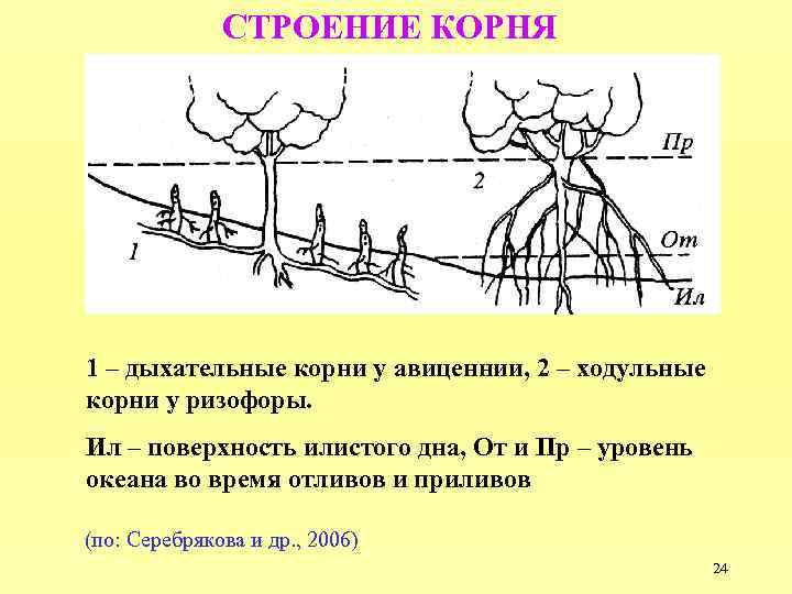 Исследование строения корневища