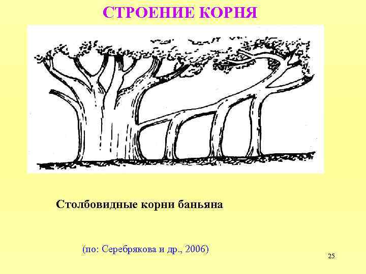 Лево корень. Столбовидные корни строение. Столбовидные корни баньяна. Столбовидные корни видоизменение. Опорные корни Баньян.