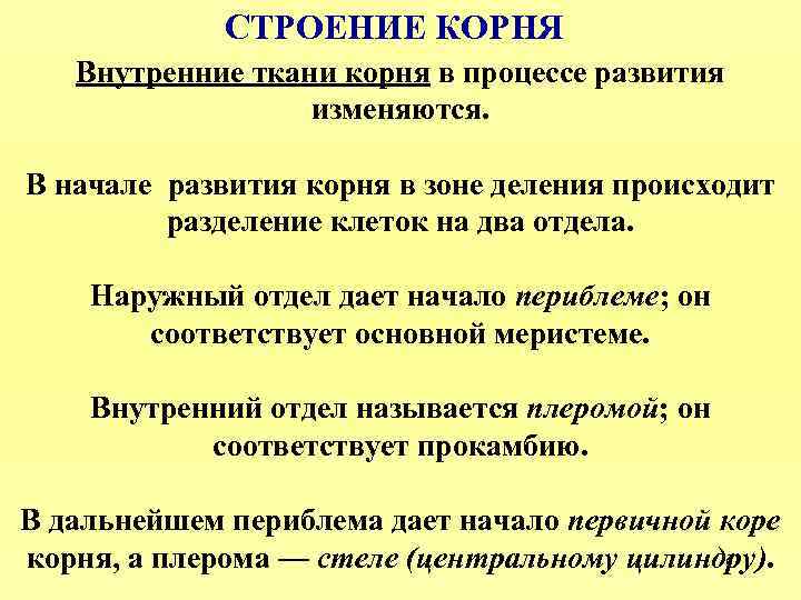 СТРОЕНИЕ КОРНЯ Внутренние ткани корня в процессе развития изменяются. В начале развития корня в