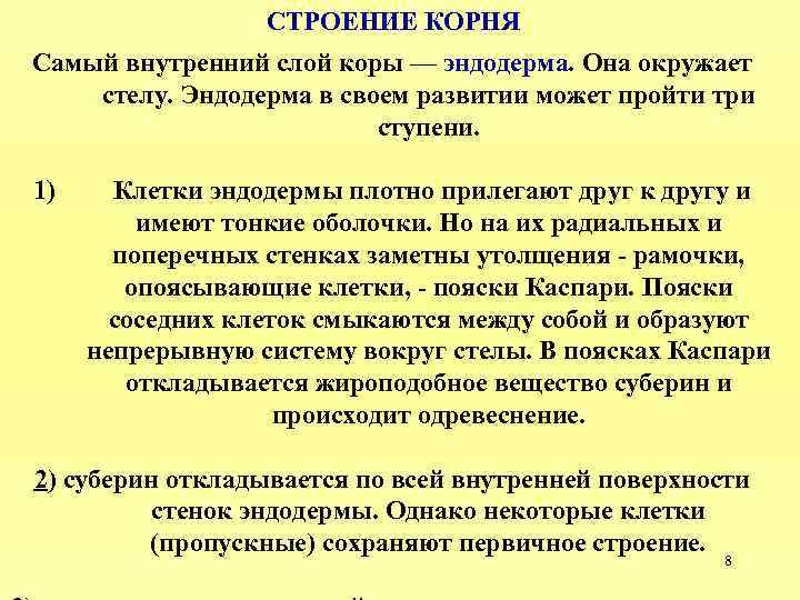СТРОЕНИЕ КОРНЯ Самый внутренний слой коры — эндодерма. Она окружает стелу. Эндодерма в своем