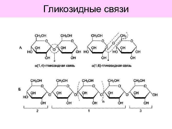 Гликозидные связи 