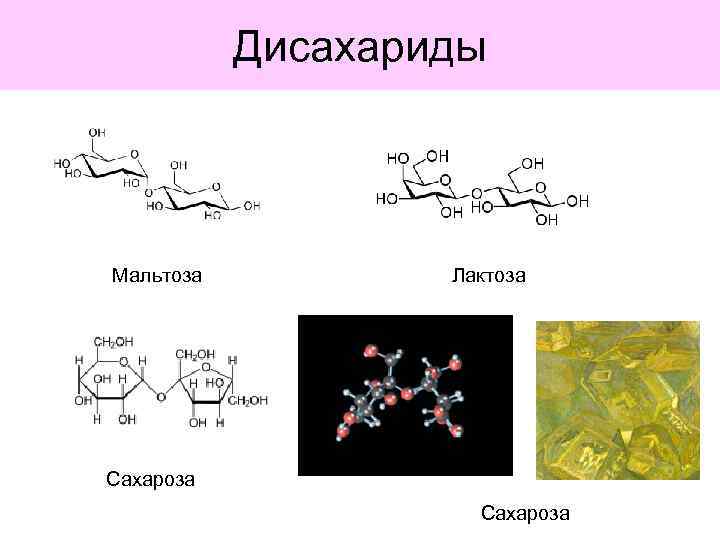 Дисахариды Мальтоза Лактоза Сахароза 