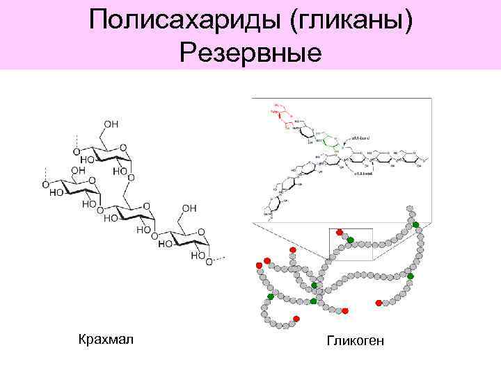 Полисахариды (гликаны) Резервные Крахмал Гликоген 