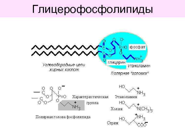 Глицерофосфолипиды 