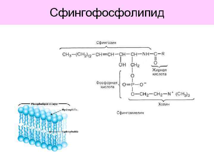 Сфингофосфолипид 