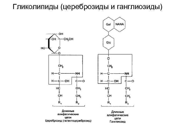 Гликолипиды (цереброзиды и ганглиозиды) 