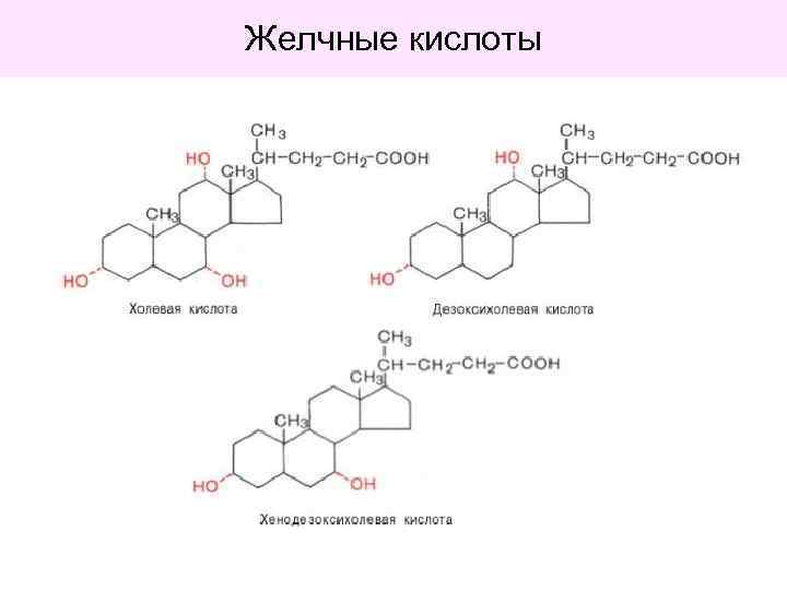 Желчные кислоты 