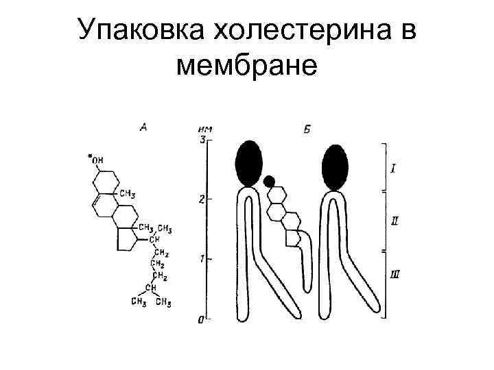 Упаковка холестерина в мембране 