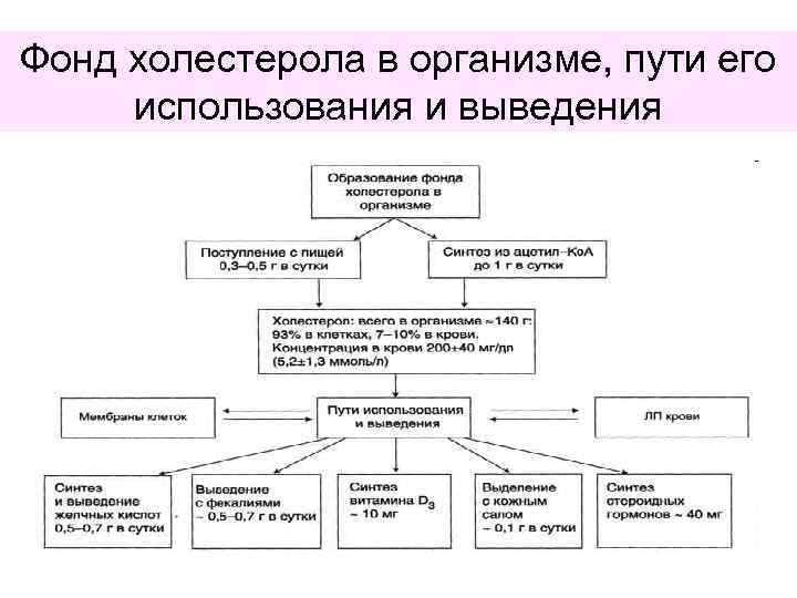 Фонд холестерола в организме, пути его использования и выведения 