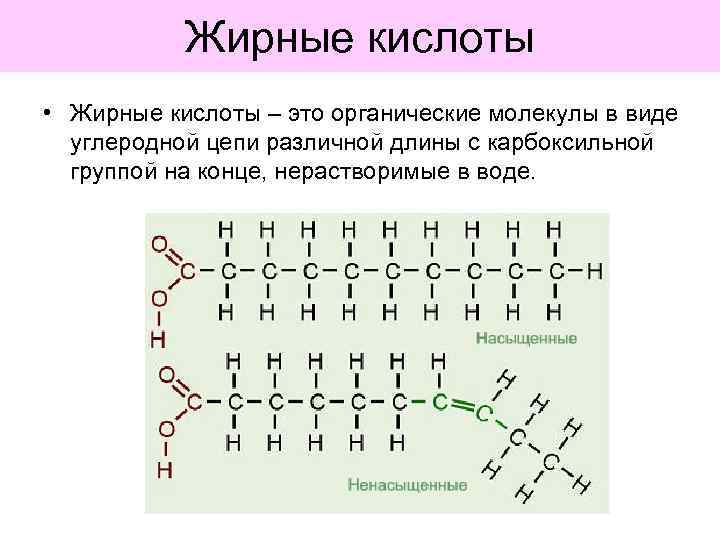 Жирные кислоты • Жирные кислоты – это органические молекулы в виде углеродной цепи различной