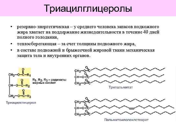 Триацилглицеролы • резервно-знергетическая – у среднего человека запасов подкожного жира хватает на поддержание жизнедеятельности