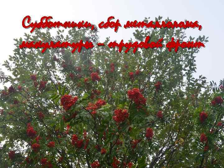 Субботники, сбор металлолома, макулатуры – трудовой фронт 