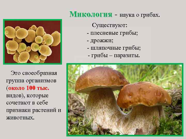Микология - наука о грибах. Существуют: - плесневые грибы; - дрожжи; - шляпочные грибы;