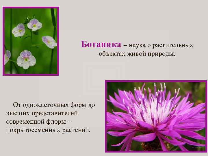 Ботаника – наука о растительных объектах живой природы. От одноклеточных форм до высших представителей