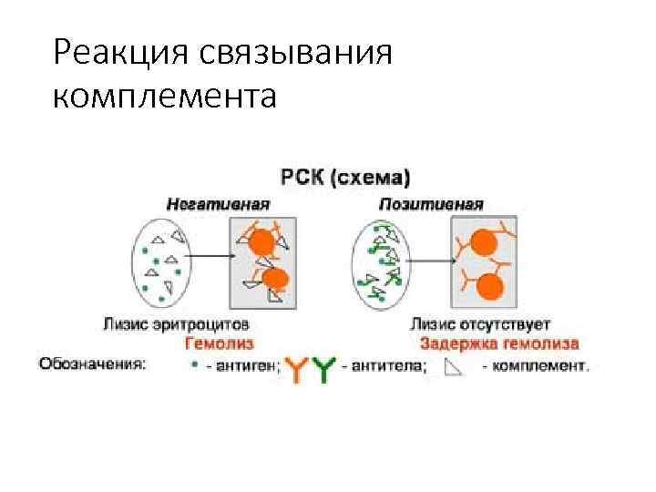 Реакция связывания комплемента 