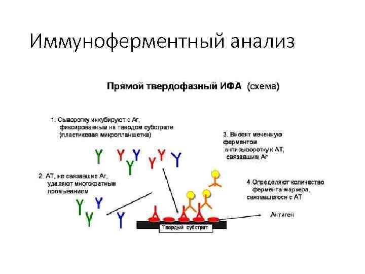 Принцип исследования твердофазный иммуноферментный анализ в 96 луночном планшете