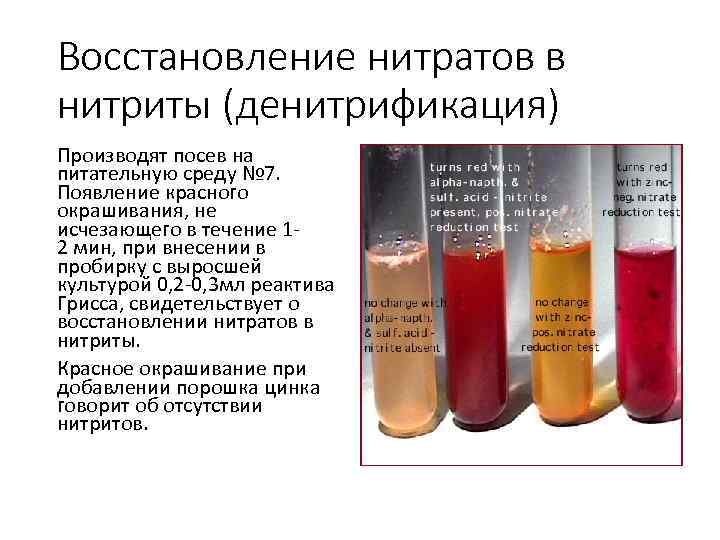 Восстановление нитратов в нитриты (денитрификация) Производят посев на питательную среду № 7. Появление красного