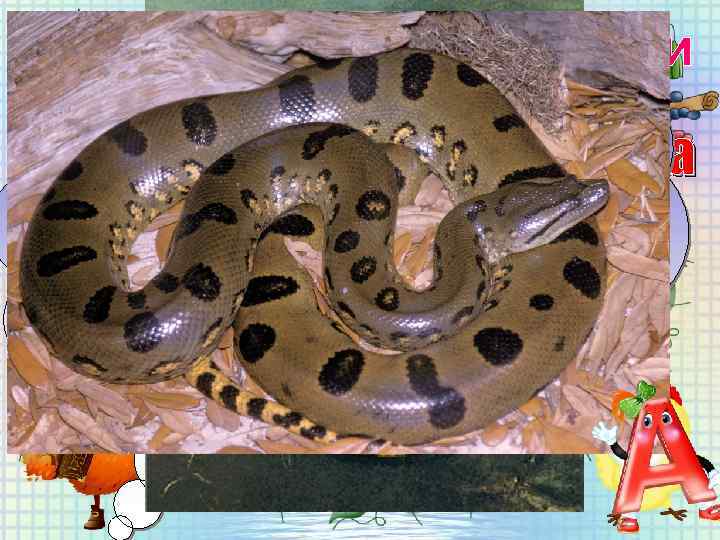 Жива книга природи Анаконда Енциклопедична хвилинка Анаконда найбільша в світі змія. Середні розміри дорослої