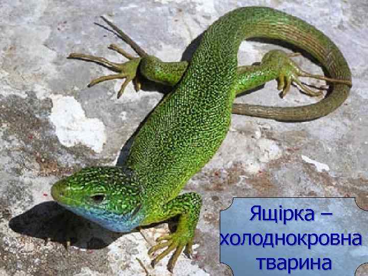 Ящірка – холоднокровна тварина 