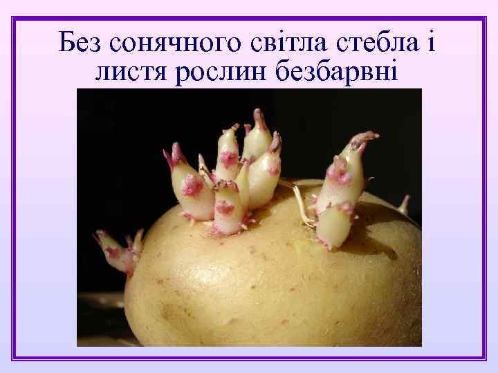 Без сонячного світла стебла і листя рослин безбарвні 