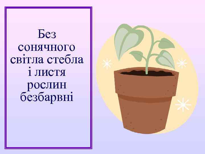 Без сонячного світла стебла і листя рослин безбарвні 