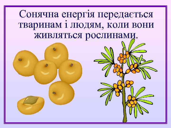 Сонячна енергія передається тваринам і людям, коли вони живляться рослинами. 