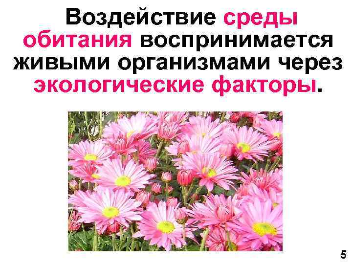 Воздействие среды обитания воспринимается живыми организмами через экологические факторы. 5 