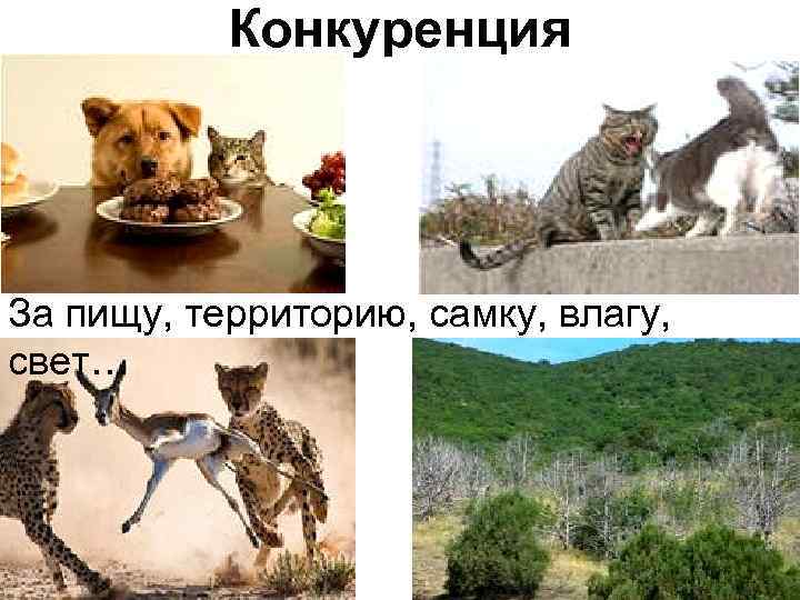 Конкуренция За пищу, территорию, самку, влагу, свет… 