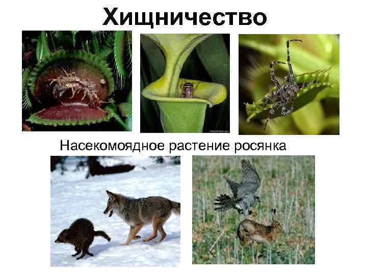 Хищничество Насекомоядное растение росянка 