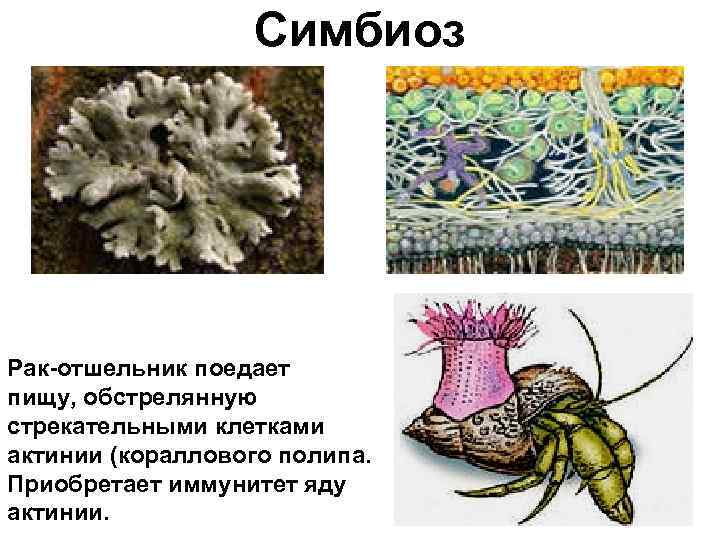 Симбиоз Рак-отшельник поедает пищу, обстрелянную стрекательными клетками актинии (кораллового полипа. Приобретает иммунитет яду актинии.