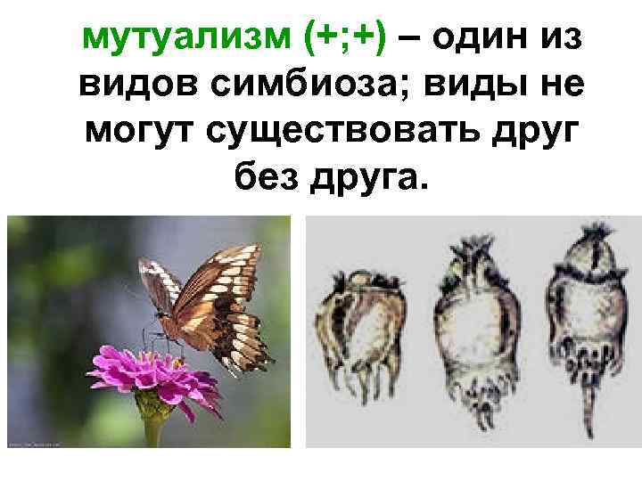 мутуализм (+; +) – один из видов симбиоза; виды не могут существовать друг без