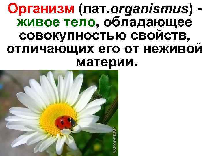 Организм (лат. organismus) - живое тело, обладающее совокупностью свойств, отличающих его от неживой материи.
