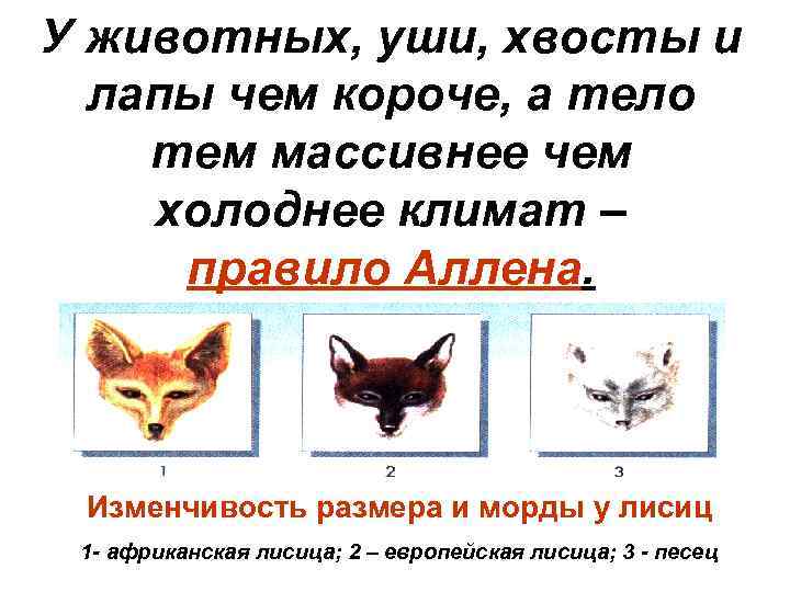 У животных, уши, хвосты и лапы чем короче, а тело тем массивнее чем холоднее