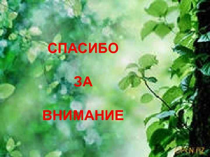СПАСИБО ЗА ВНИМАНИЕ 