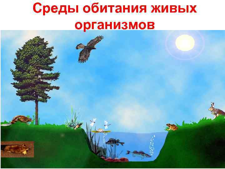 Среды обитания живых организмов 