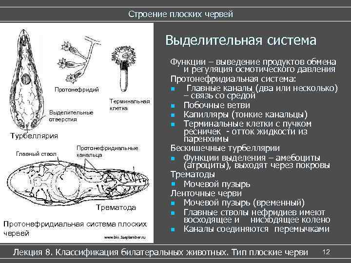 Строение плоских червей Выделительная система Протонефридий Выделительные отверстия Терминальная клетка Турбеллярия Главный ствол Протонефридиальные