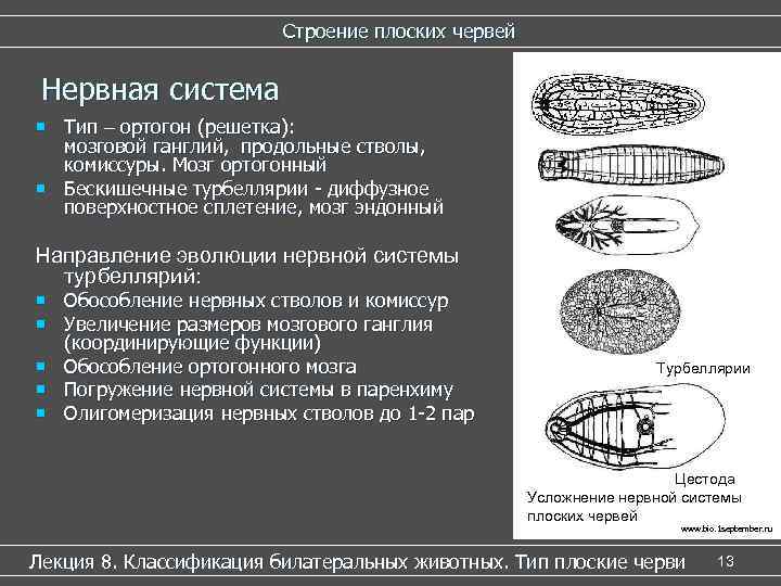 Строение плоских червей Нервная система ¡ Тип – ортогон (решетка): мозговой ганглий, продольные стволы,