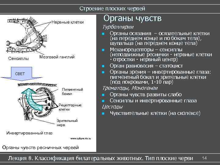 Строение плоских червей Нервные клетки Органы чувств Турбеллярии n n Сенсиллы Мозговой ганглий n