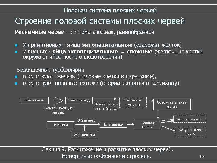 Половая система плоских червей Строение половой системы плоских червей Ресничные черви – система сложная,