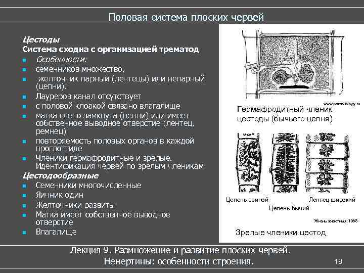 Половая система плоских червей Цестоды Система сходна с организацией трематод n n n n