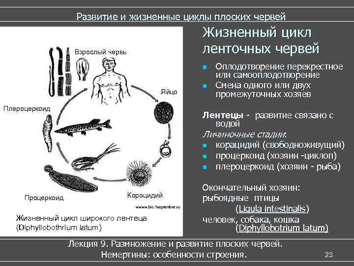 Развитие и жизненные циклы плоских червей Жизненный цикл ленточных червей Взрослый червь n Яйцо