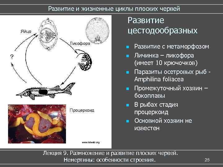 Развитие и жизненные циклы плоских червей Развитие цестодообразных Яйцо Ликофора ? n n n