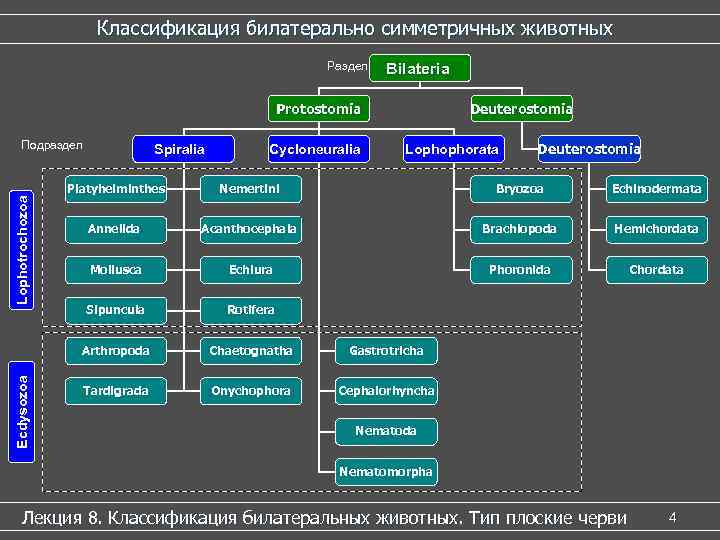 Классификация билатерально симметричных животных Раздел Bilateria Protostomia Подраздел Spiralia Cycloneuralia Deuterostomia Lophophorata Deuterostomia Lophotrochozoa