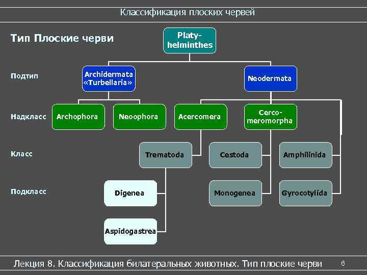 Классификация плоских червей Platyhelminthes Тип Плоские черви Подтип Надкласс Archidermata «Turbellaria» Archophora Neoophora Класс