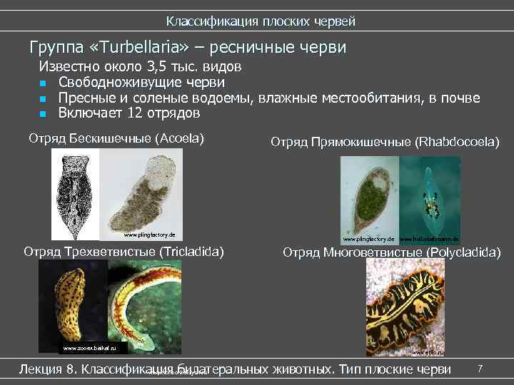 Классификация плоских червей Группа «Turbellaria» – ресничные черви Известно около 3, 5 тыс. видов