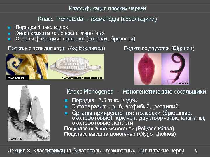 Классификация плоских червей Класс Trematoda – трематоды (сосальщики) n n n Порядка 4 тыс.