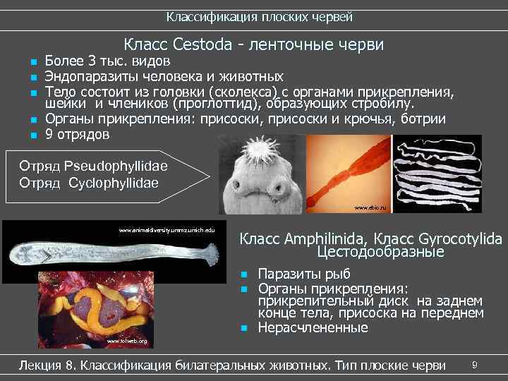 Классификация плоских червей Класс Cestoda - ленточные черви n n n Более 3 тыс.