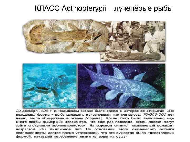 КЛАСС Actinopterygii – лучепёрые рыбы 