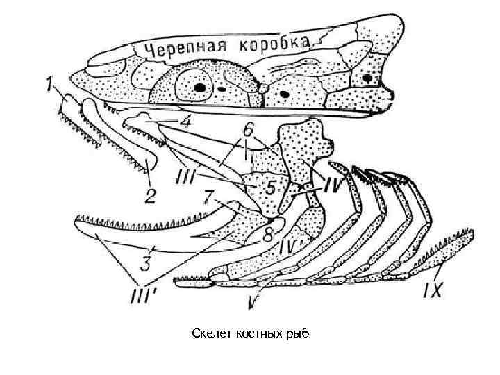 Скелет костных рыб. Рис 113 скелет костной рыбы. Схема расположения костей в черепе костистой рыбы. Строение скелета головы костистой рыбы. Осевой скелет головы костной рыбы.