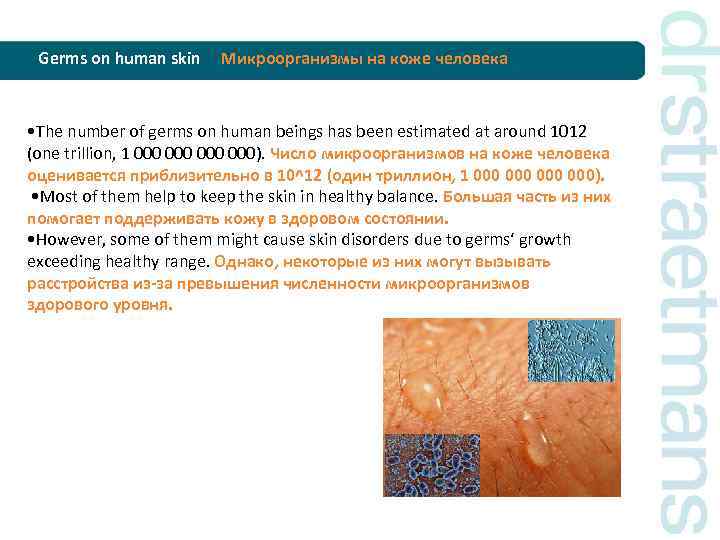 Germs on human skin Микроорганизмы на коже человека • The number of germs on